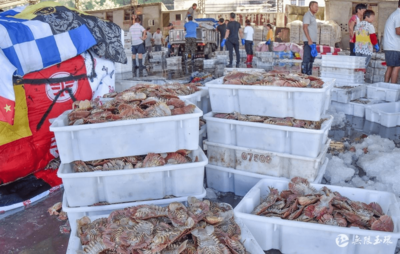 玉環全力迎戰“利奇馬” 水產品收購緊鑼密鼓