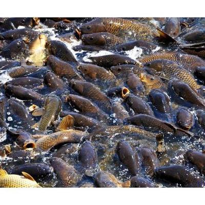 鯽魚養(yǎng)殖與水產(chǎn)品收購 產(chǎn)業(yè)聯(lián)動(dòng)促發(fā)展