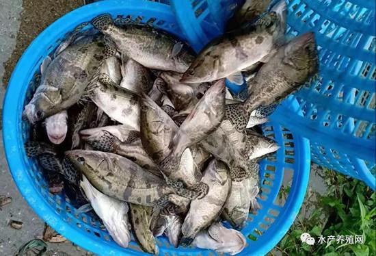中秋前水產(chǎn)市場現(xiàn)分化 常規(guī)魚價(jià)“跳水”，黑魚價(jià)格堅(jiān)挺