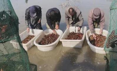 水產(chǎn)品價(jià)格過山車 養(yǎng)殖戶遇“寒冬”，消費(fèi)者嘆“吃不起”